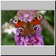 Peacock Butterfly