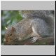 Grey Squirrel