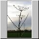 Umbels and pylons